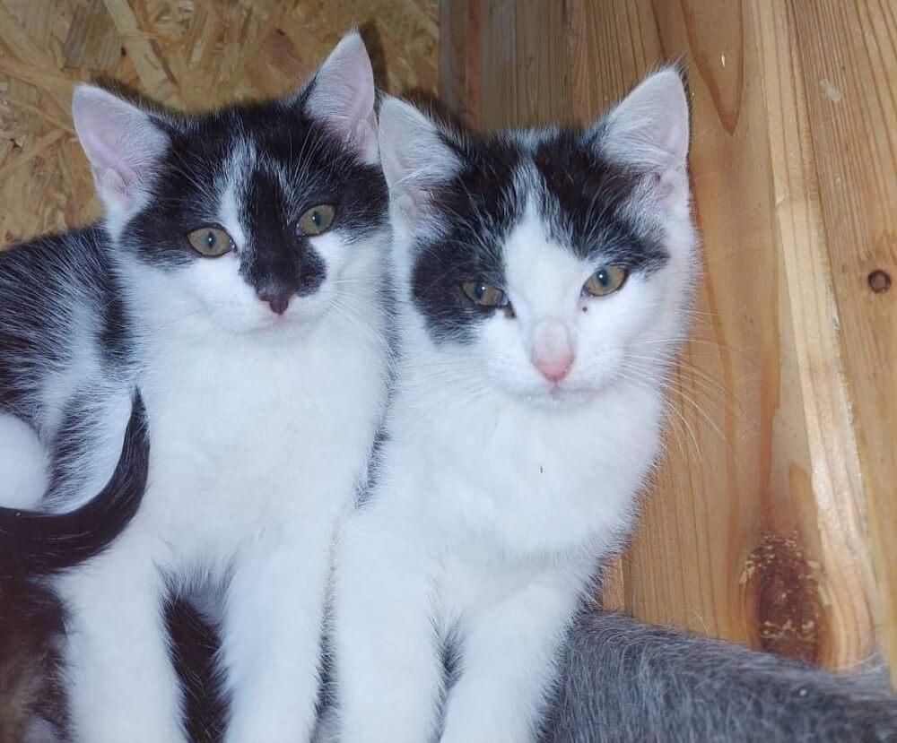 Dwóch kawalerów do adopcji
