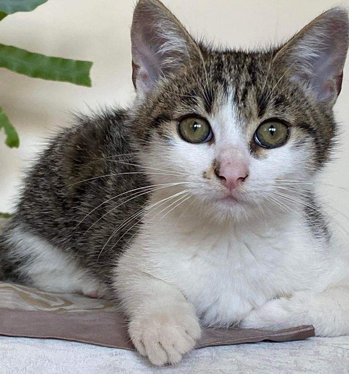Do adopcji 