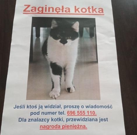 Zaginęła kotka