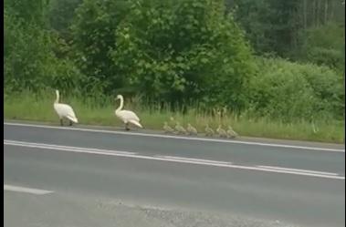 Łabędzie na drodze