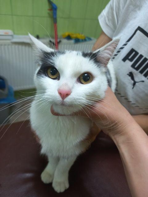 Sympatyczna młoda kotka poleca się do adopcji