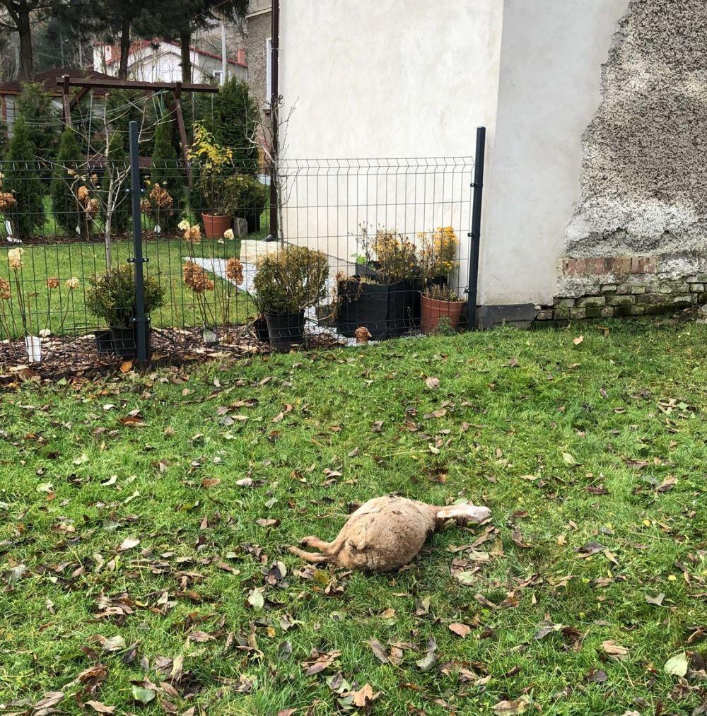 Tuż przy domach