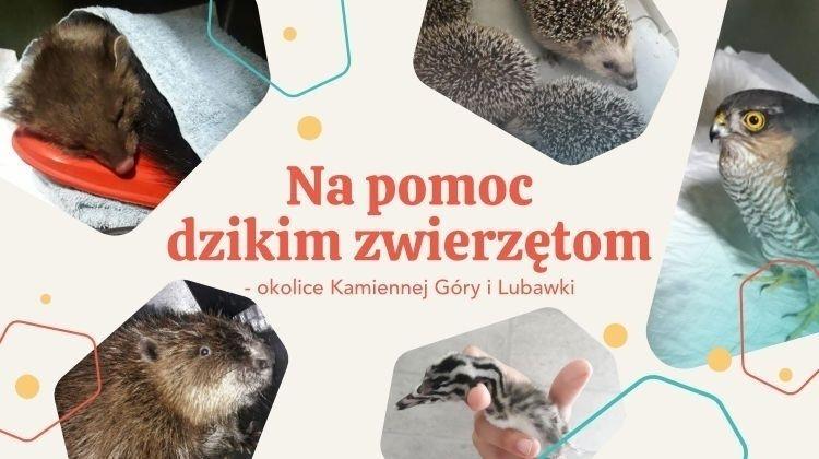 Dla dzikich zwierząt