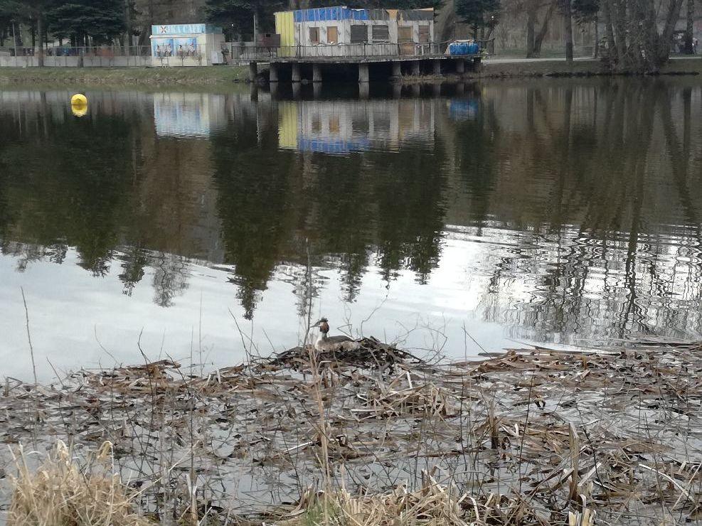 Budują gniazdo - Twoja powiatowa