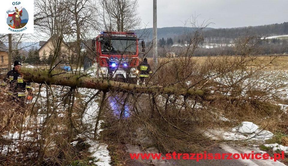 Świerk na drodze