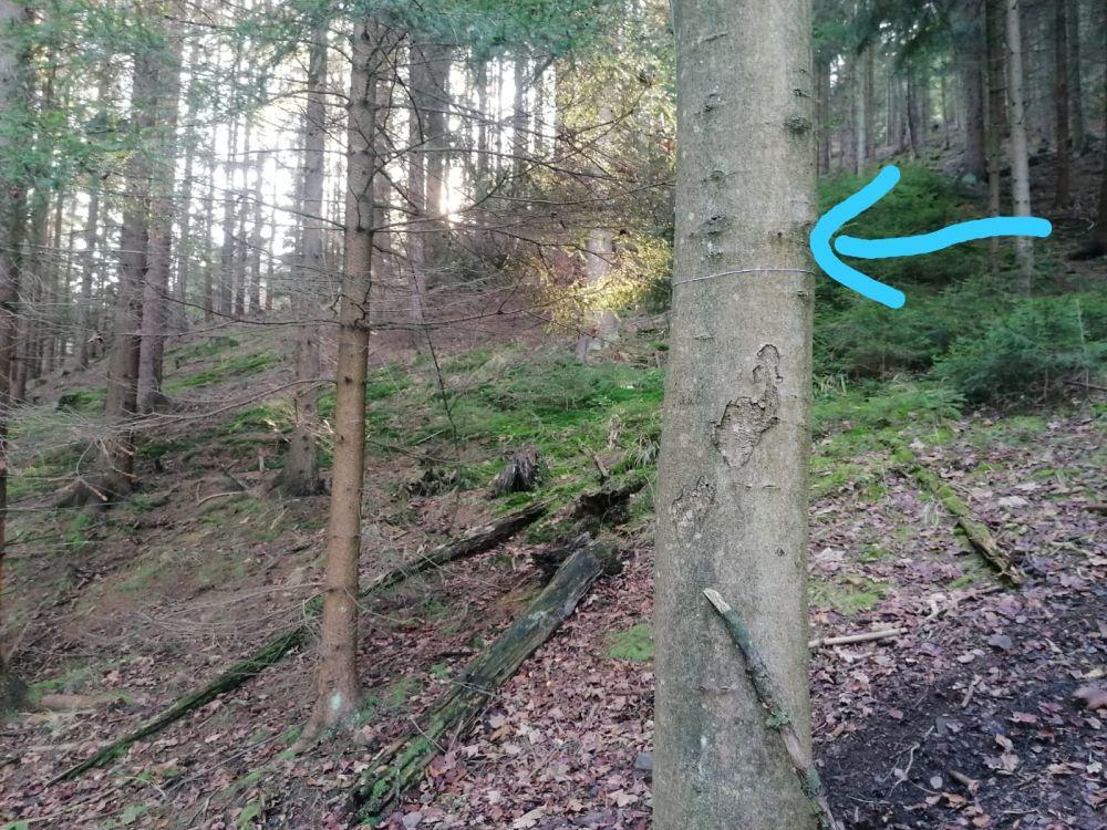 Niebezpiecznie w lesie