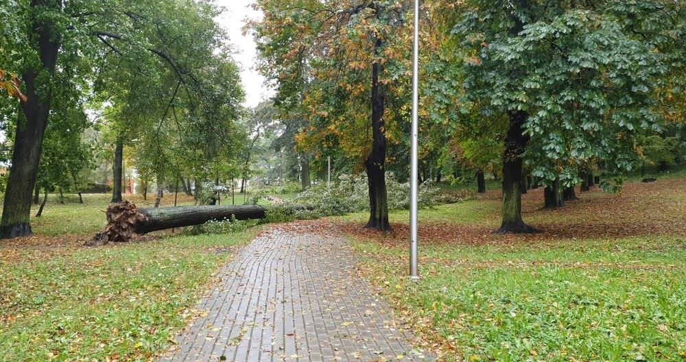 Przewrócone drzewo - Twoja powiatowa