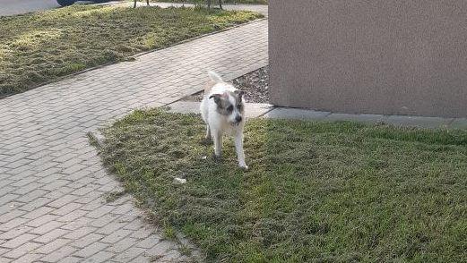 Szuka właściciela