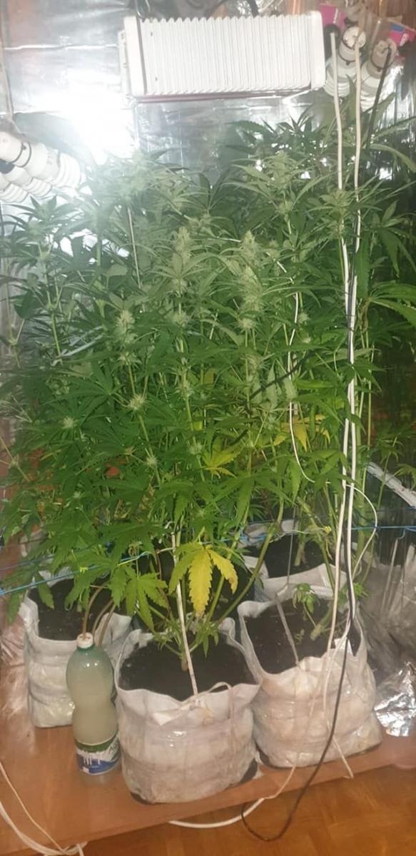 Plantacja w szafie 