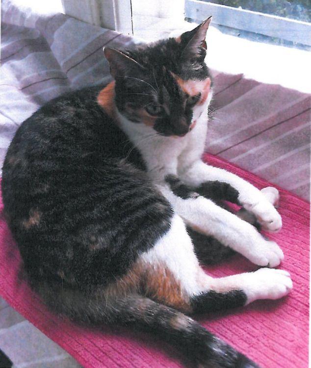 Zaginęła kotka