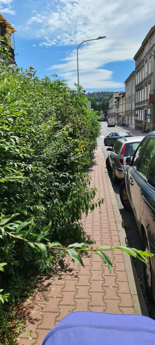 Żywopłot na chodniku - Twoja powiatowa