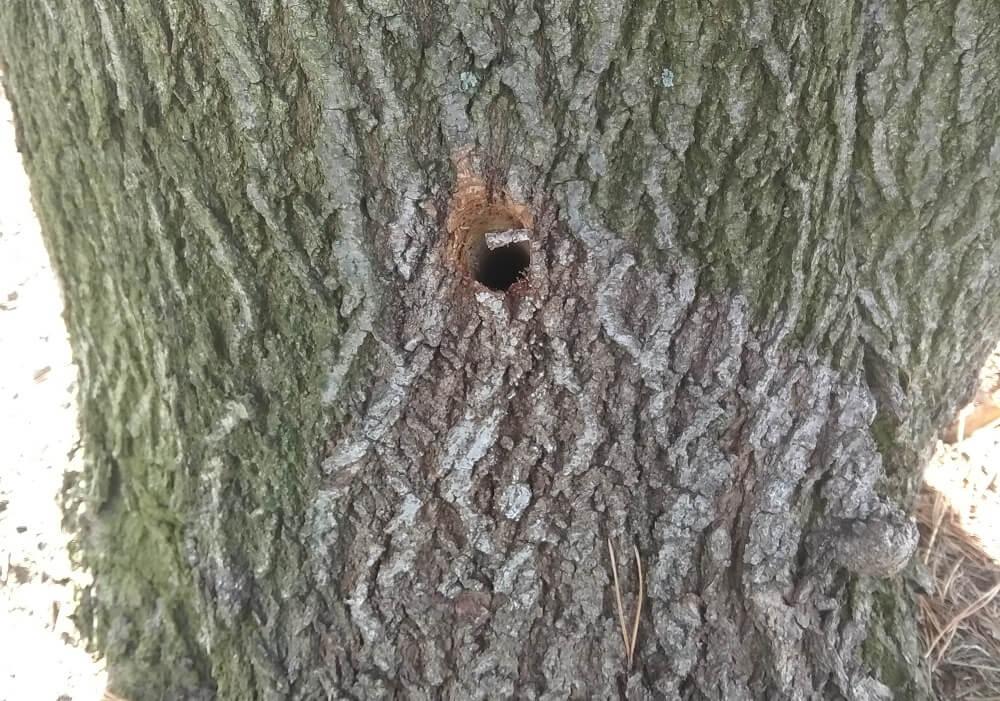 Nawiercone drzewa - Twoja powiatowa
