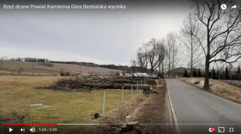 Ratujmy drzewa - video