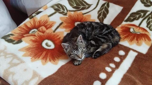 Sympatyczny czteromiesięczny kocurek poleca się do adopcji