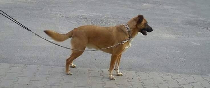 Pies do adopcji