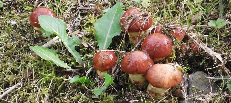 Maślaki na Baczyńskiego - Twoja powiatowa