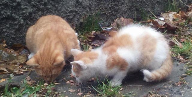 Poszukujemy właściciela kotków lub chętnych do adopcji