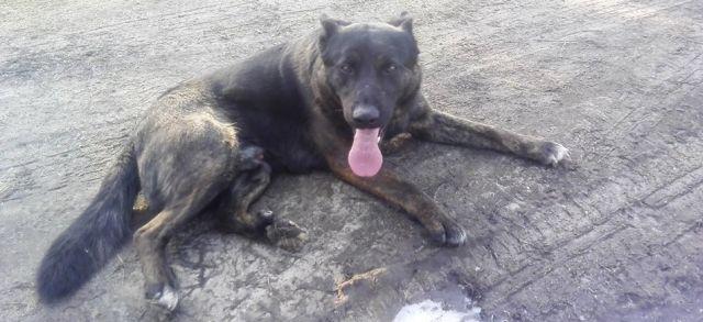 Bolek do adopcji