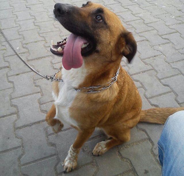Marley DO ADOPCJI