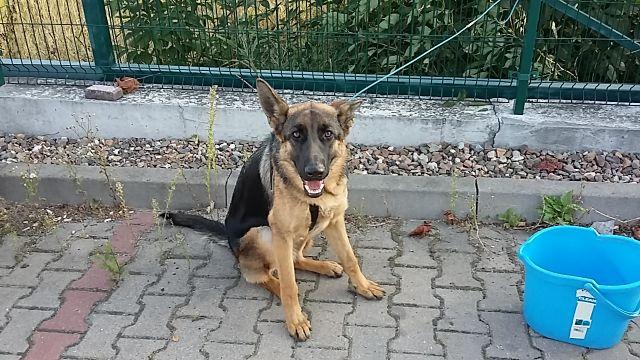 Szukamy właściciela