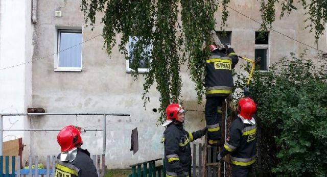 Uszkodzona brzoza