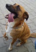 Młody, cudny Marley do adopcji
