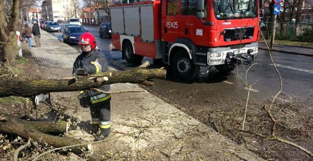 Połamane drzewa