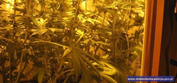 Plantacja w szafie