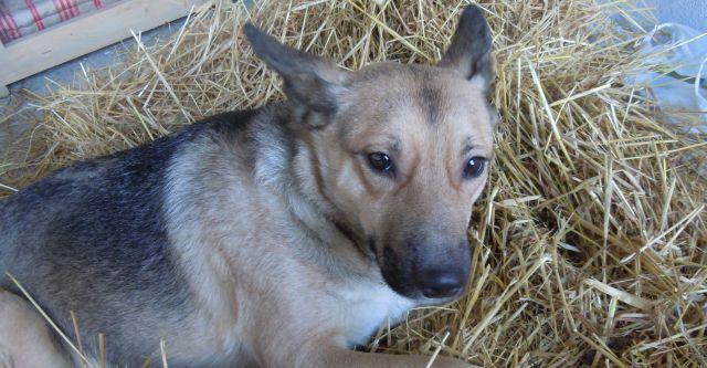 Sunia do adopcji