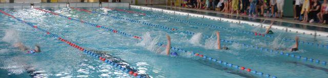 Delfin 2013