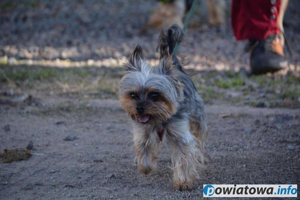 Lendog VII