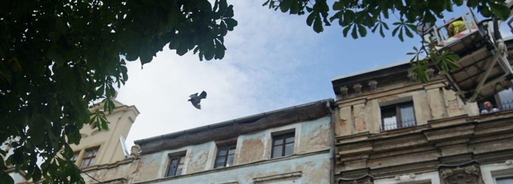 Lepszy wróbel w garści niż gołąb...