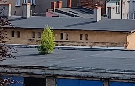 Zielony dach?