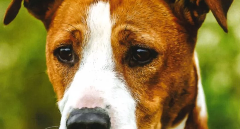 Wirtualna adopcja