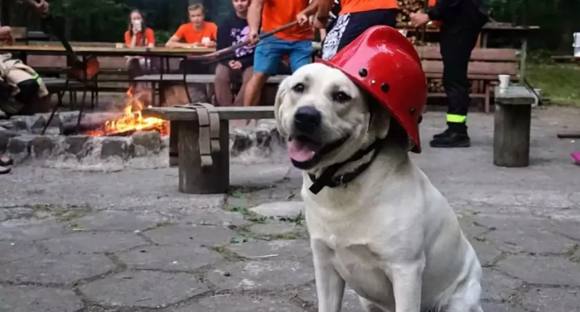 Zagłosuj na Drago