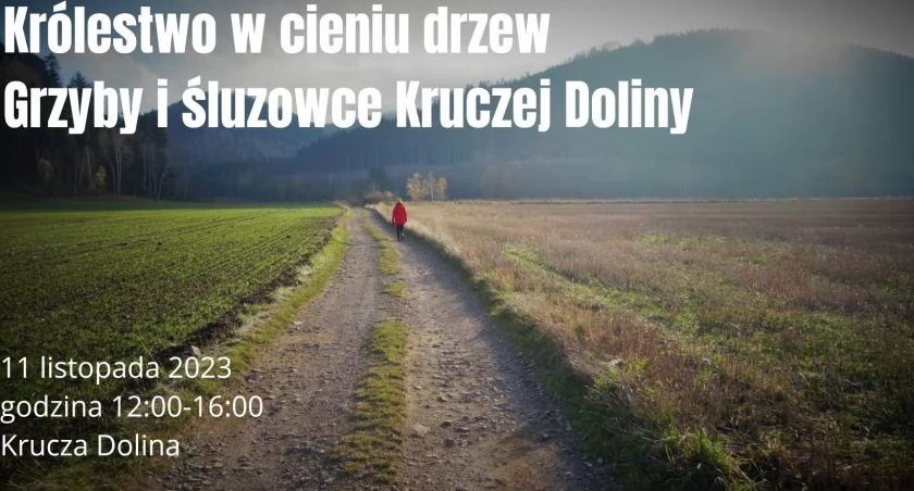 Królestwo w cieniu drzewo