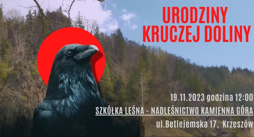 O krukowatych w Nadleśnictwie Kamienna Góra