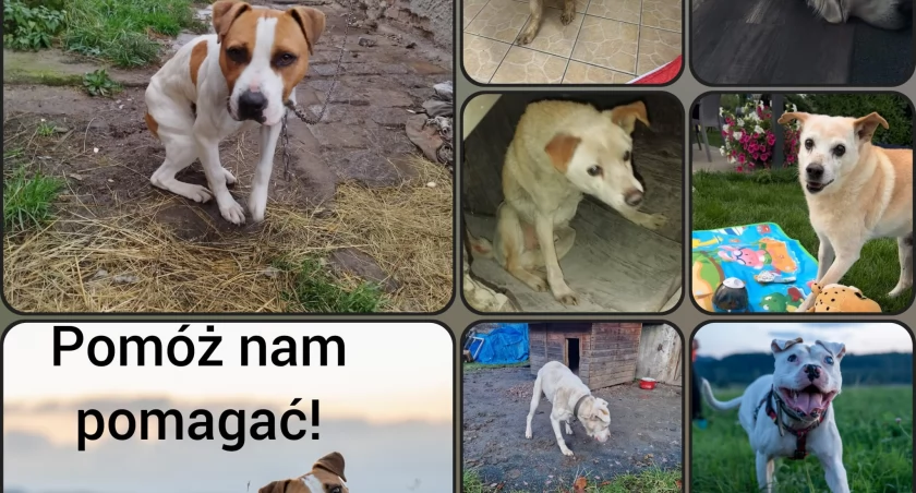 Pomóż zwierzakom