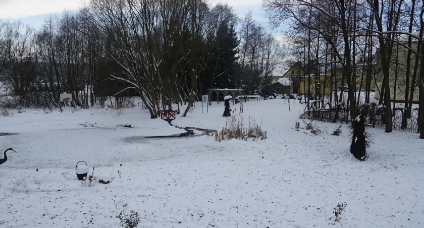 Urosły za małe świerki