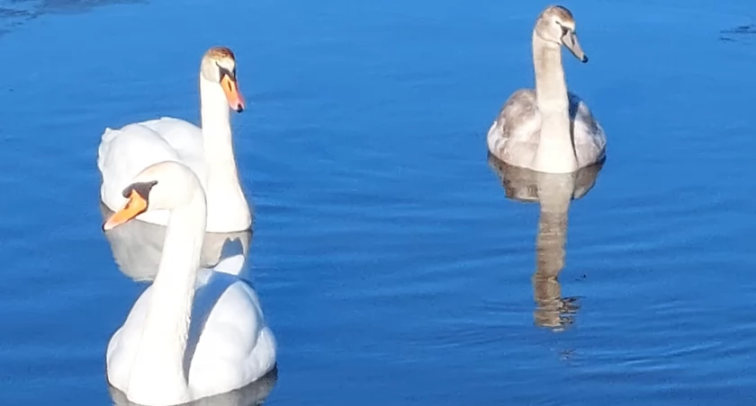 Łabędzie nad kamiennogórskim zalewem