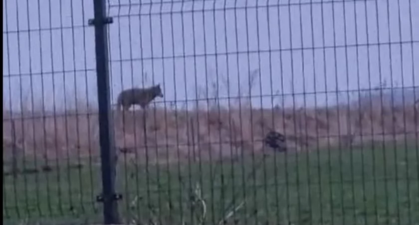 Wilk w gminie Kamienna Góra?