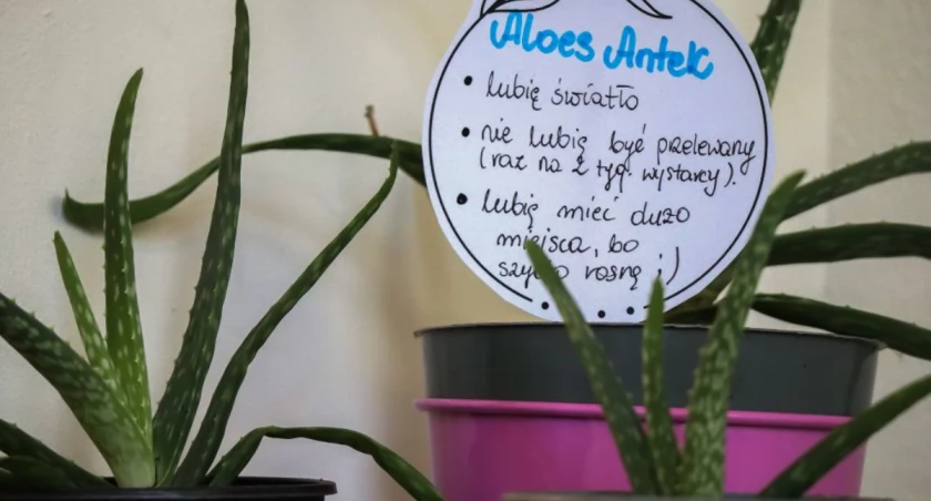 Wiosna w Punkcie Adopcji Roślin Domowych!