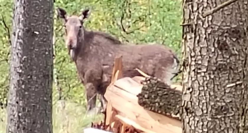 Łoś w okolicach Krzeszowa, kierowcy uważajcie!