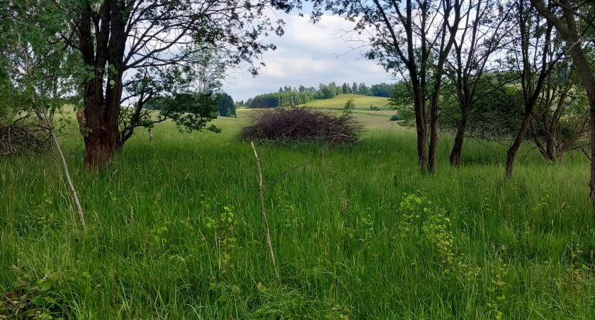 Na sprzedaż działka budowlana w Ptaszkowie