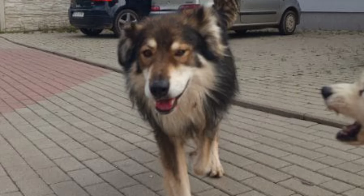 Pies szuka domu
