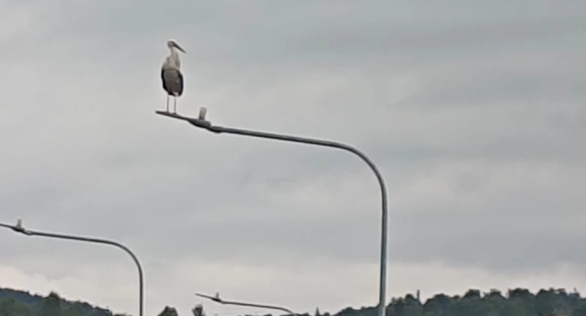 Bocian wspiera policję?