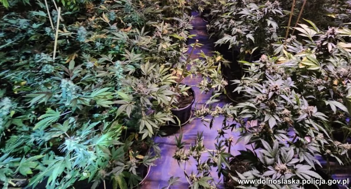 Kamiennogórscy policjanci zlikwidowali narkotykowe plantacje