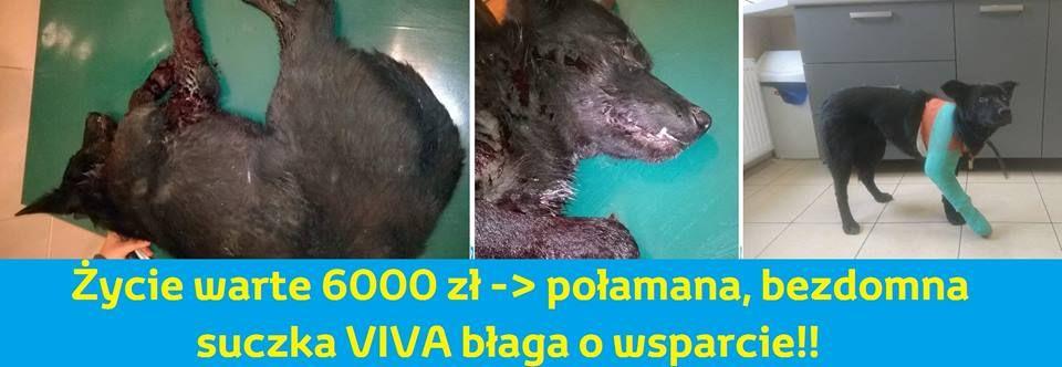 Pomoc dla Vivy