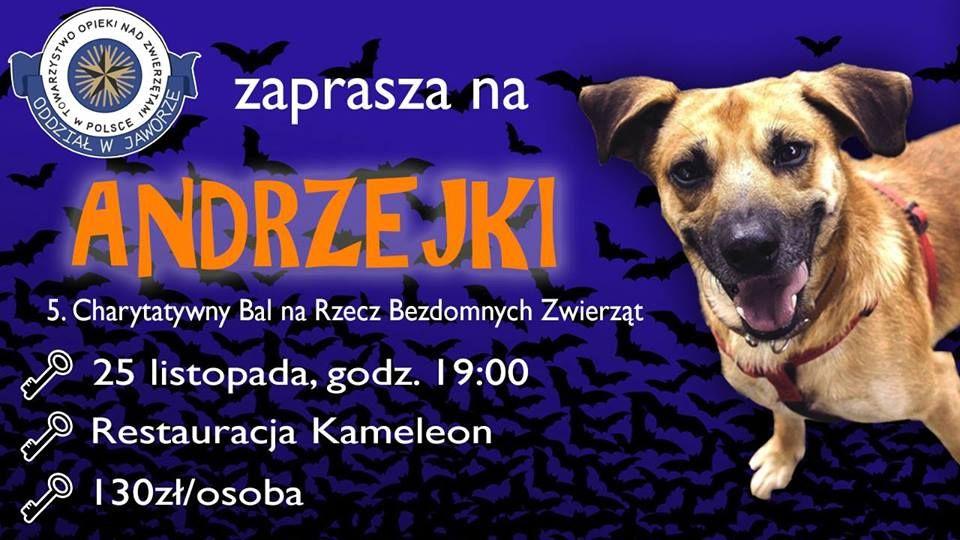 Pomóż bezdomnym zwierzętom przetrwać zimę