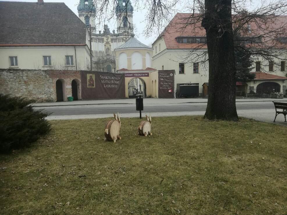 Zające w Krzeszowie ? Twoja powiatowa - zobacz zdjęcia